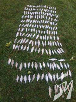 ��������� � ��������� ������ ������� ���� �� ����� 15 ���.��� ������